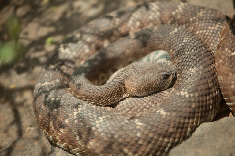 Rattlesnake Awareness