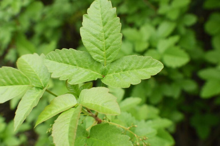 Poison Oak